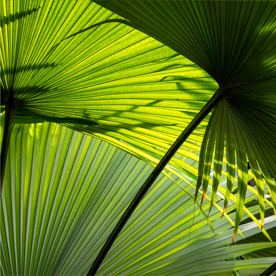 Palm Sunday
